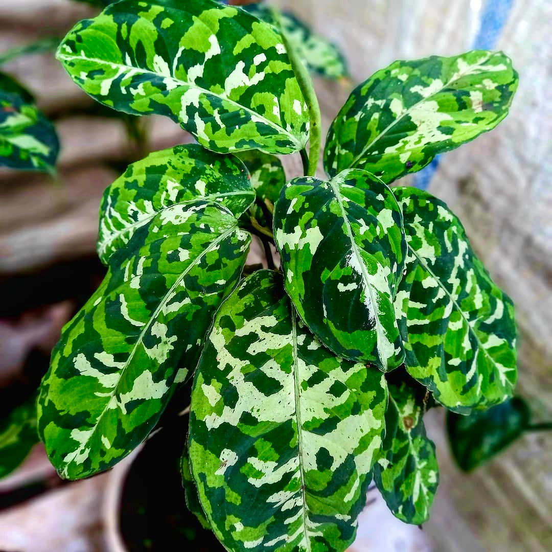 Rare Tropical Houseplant Wholesale Plants