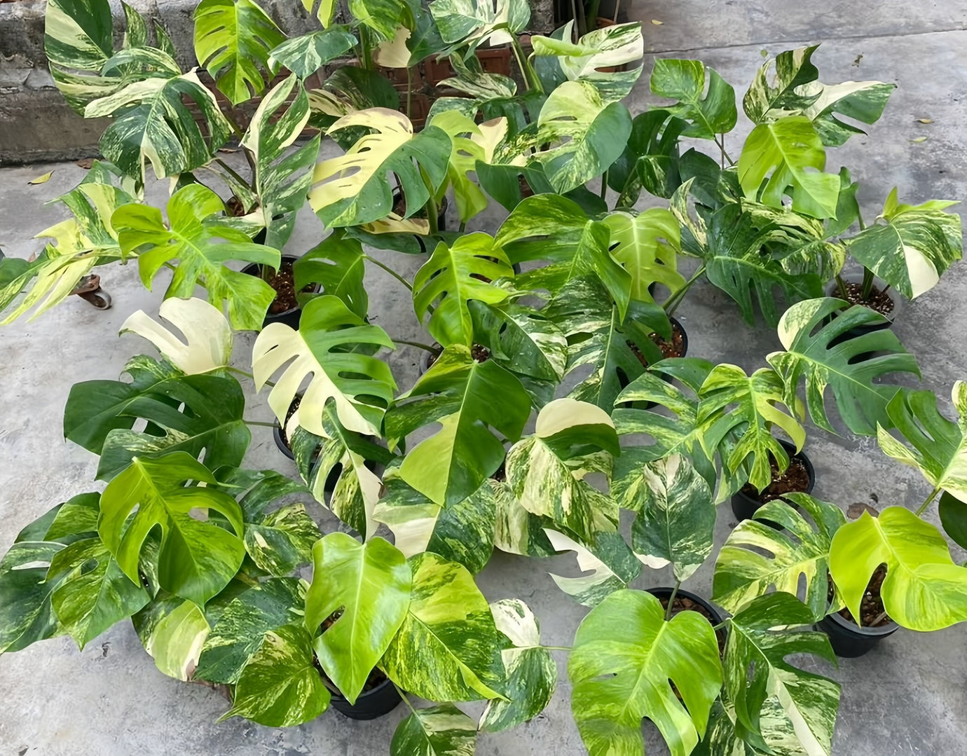 Variegated Rare Monstera Wholesale Houseplants for sale near me - Plant Vault