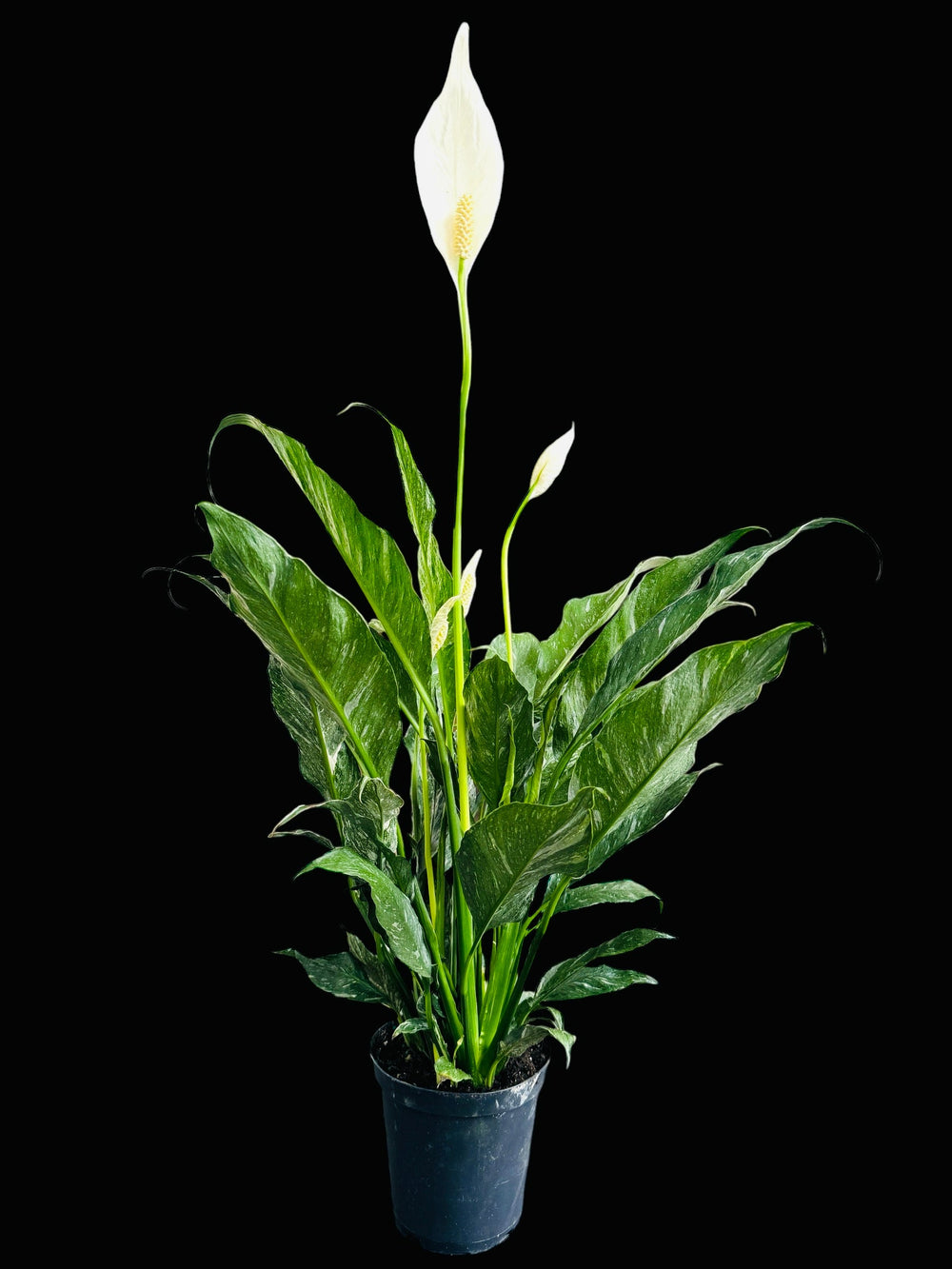 Variegated Albo Peace Lily 'Domino' - Spathiphyllum