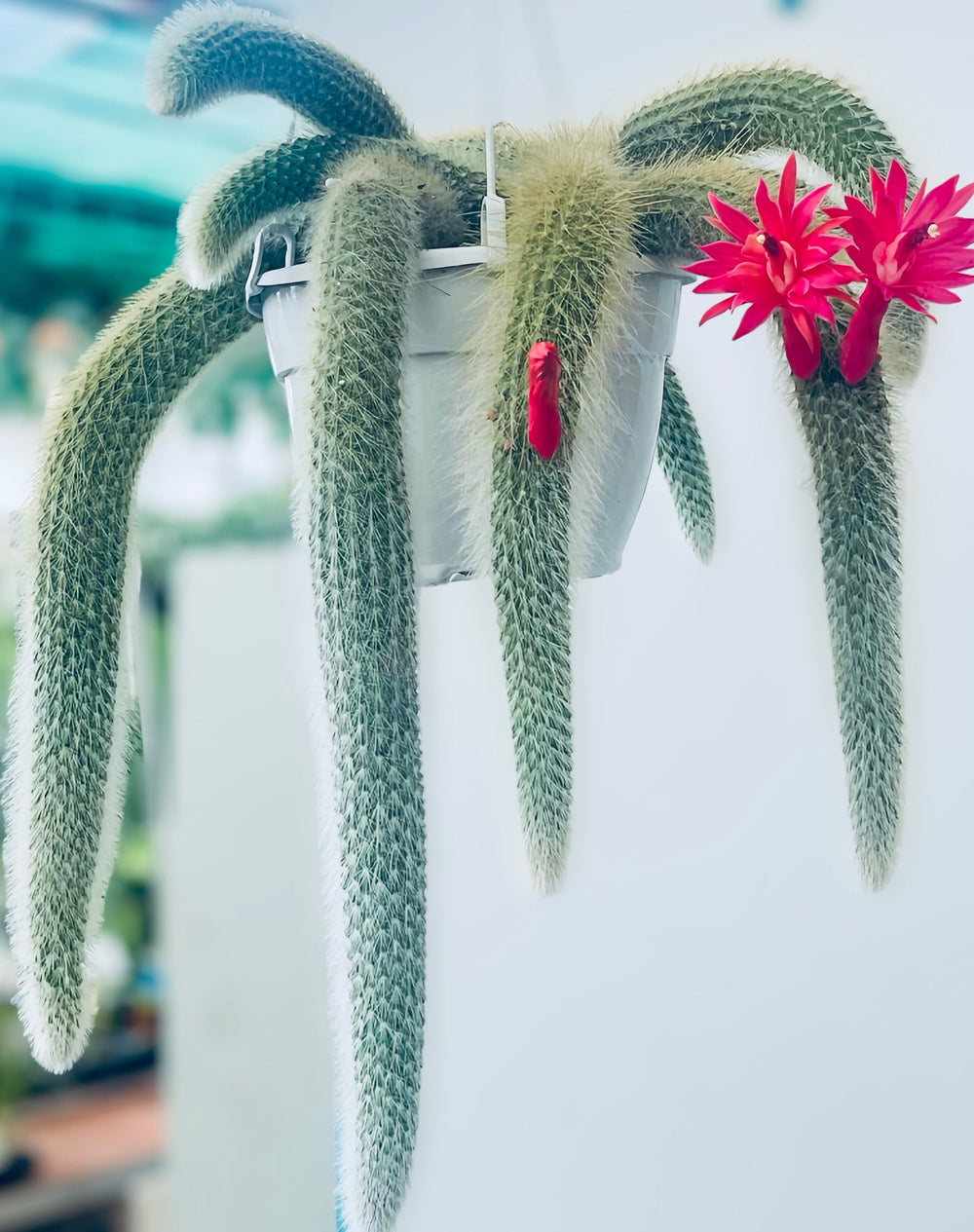 Monkey Tail Cactus