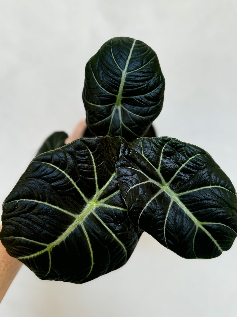 Black Velvet Alocasia