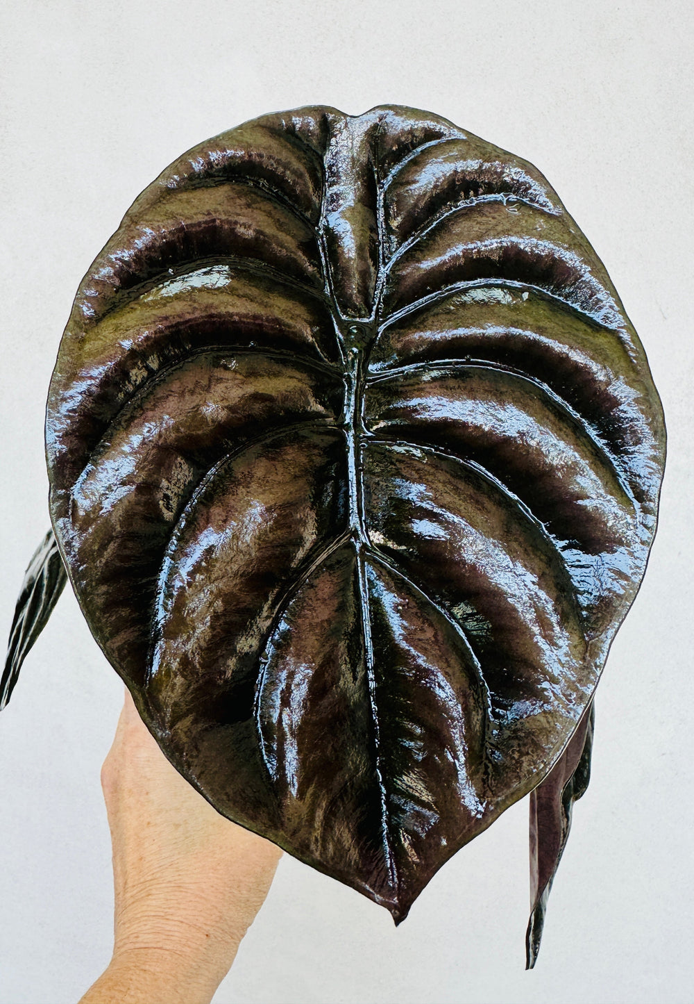 Alocasia Cuprea 'Rare Jewel'