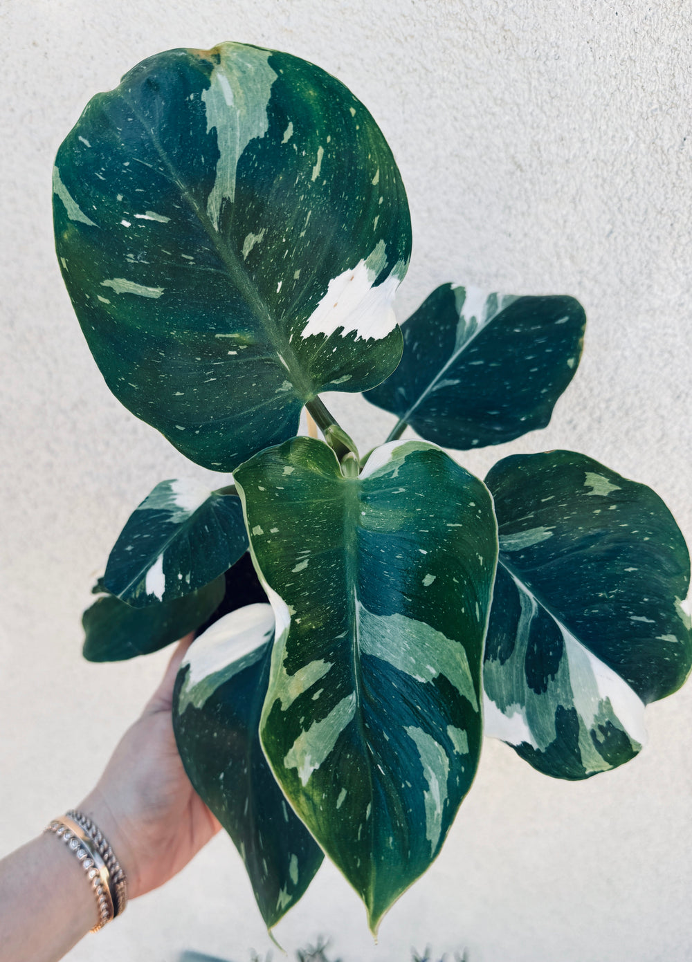 White Wizard Philodendron