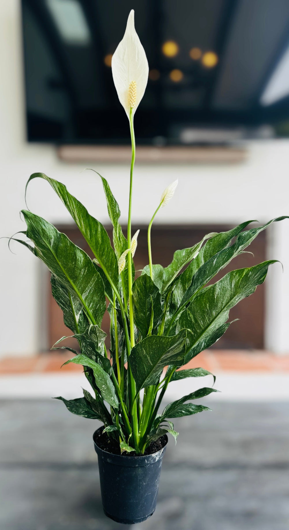 Variegated Albo Peace Lily 'Domino' - Spathiphyllum