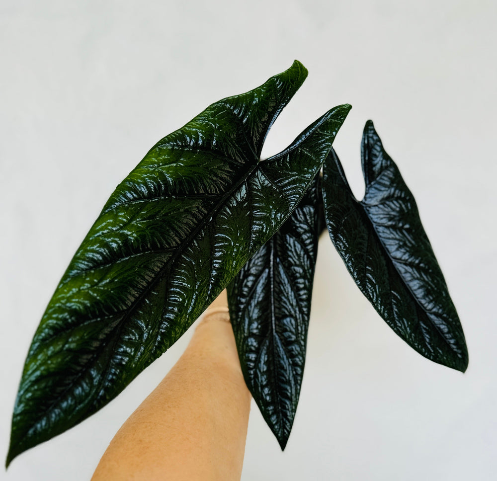 Alocasia Scalprum