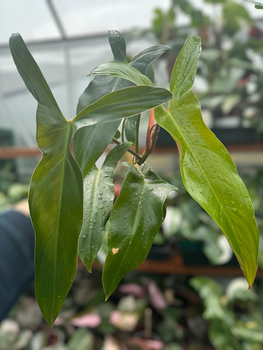 Philodendron Mexicanum 'Latisagittum'