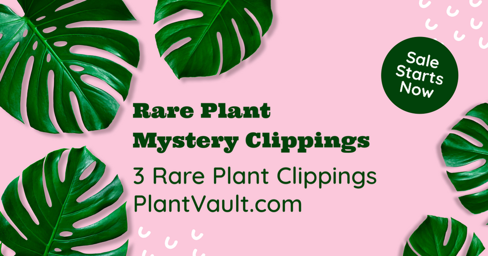 Rare Clippings Mystery Box