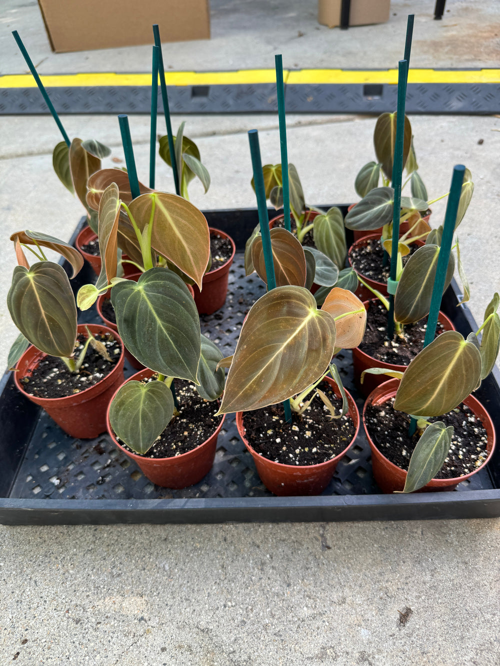 Philodendron Melanochrysum