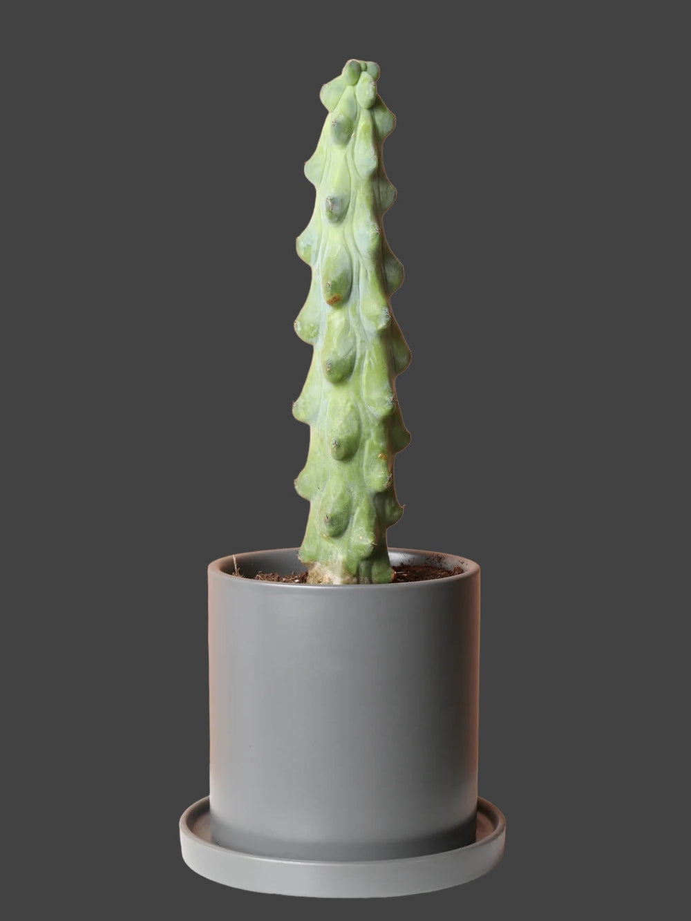 Boobie Cactus (Myrtillocactus Geometrizans Fukurokuryuzinboku)