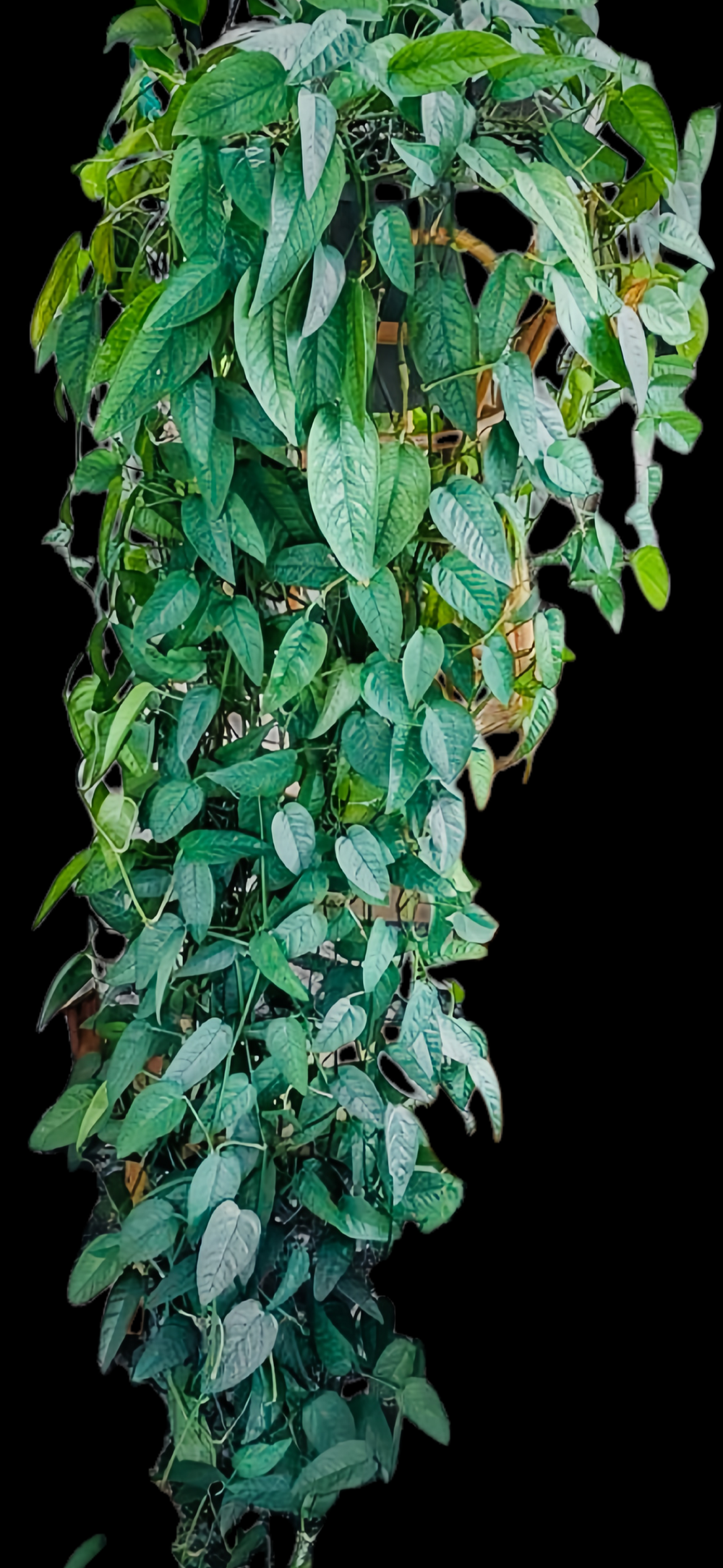 XXL Cebu Blue Pothos