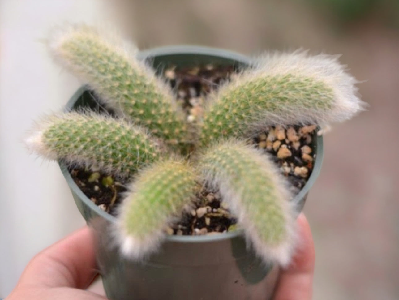 Monkey Tail Cactus - Wholesale Succulent