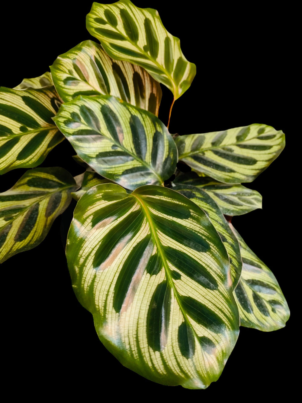 Calathea Peacock