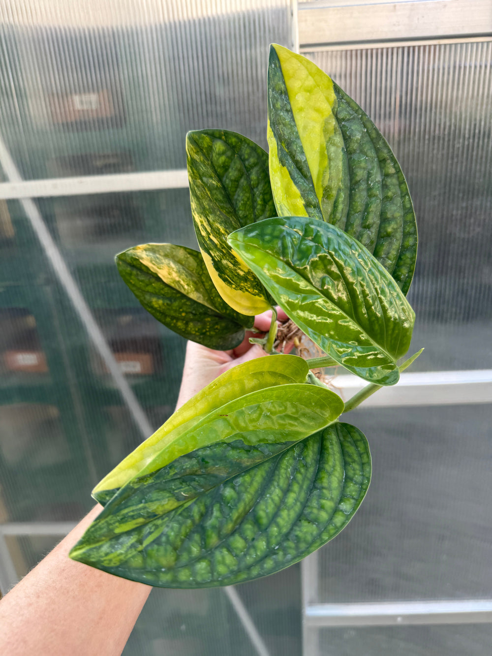 Large Variegated Peru Monstera - Rare Houseplant