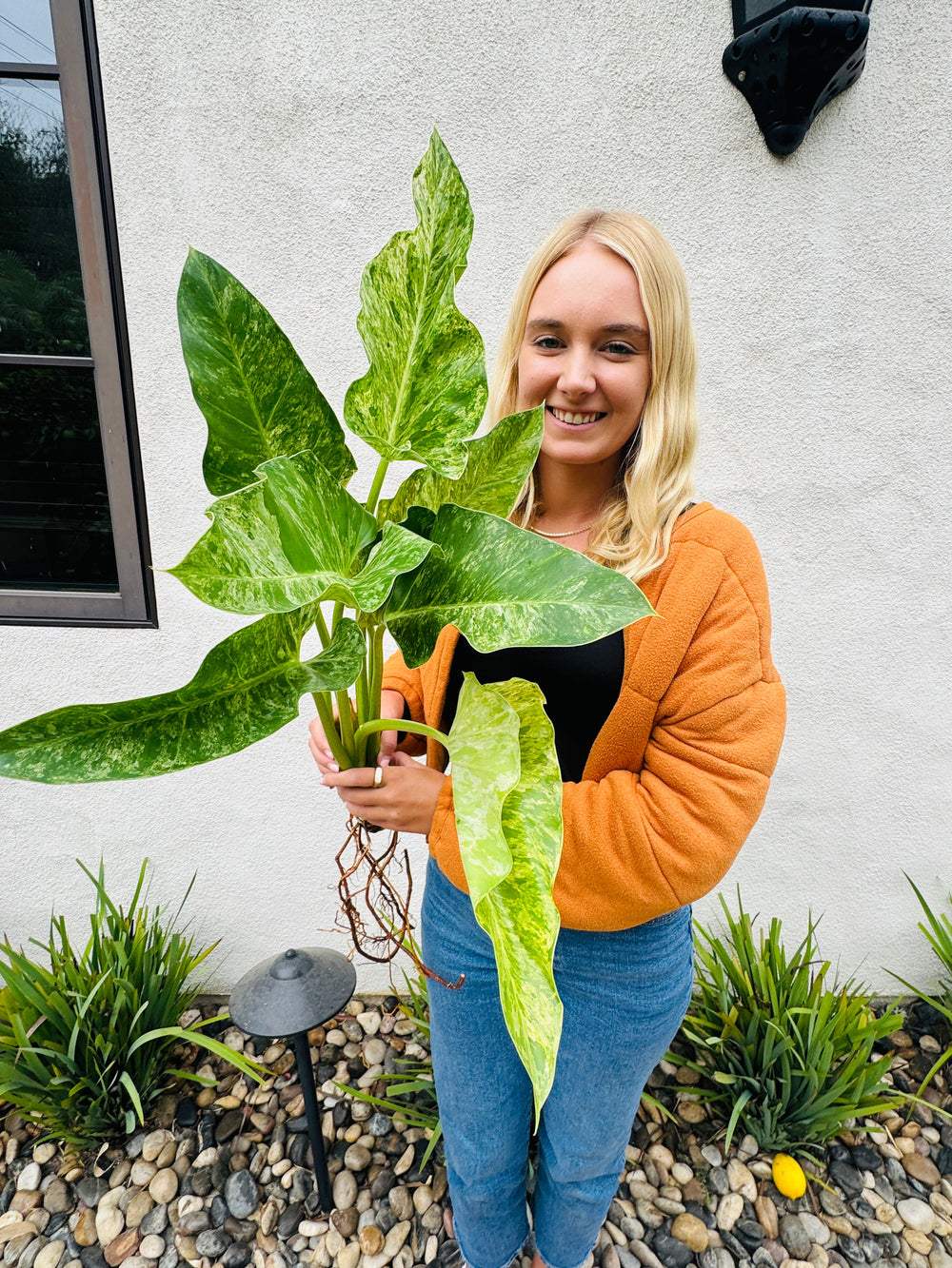 Philodendron Blizzard for sale near me