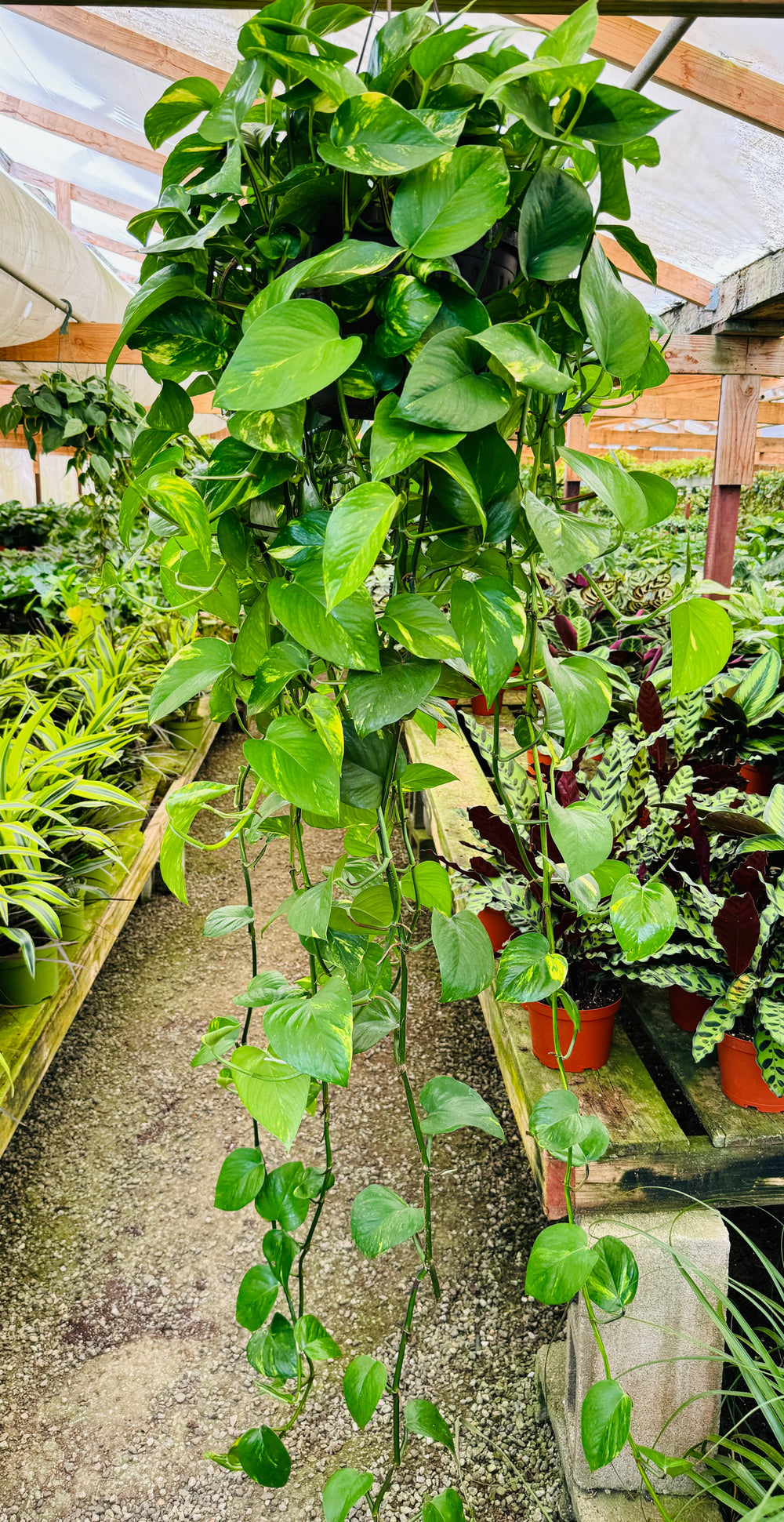 XL Golden Pothos